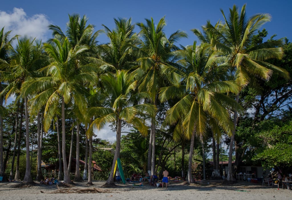 Palm Trees on a gray beach in Samara, Costa Rica