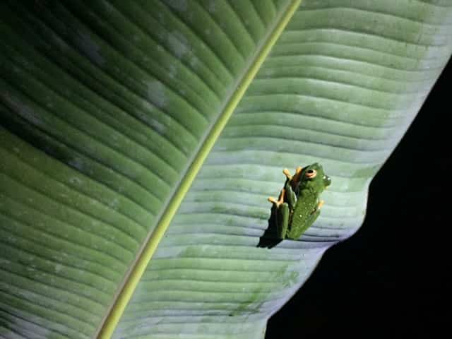 Frog in Arenal