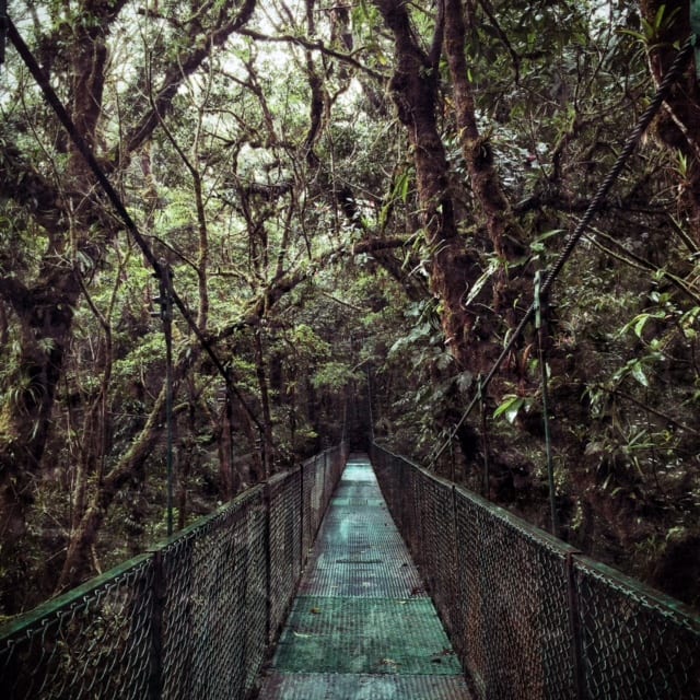 Monteverde Cloud Forest