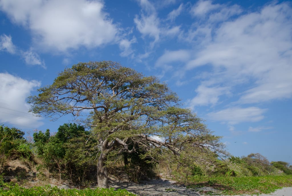 Tree in Ometepe