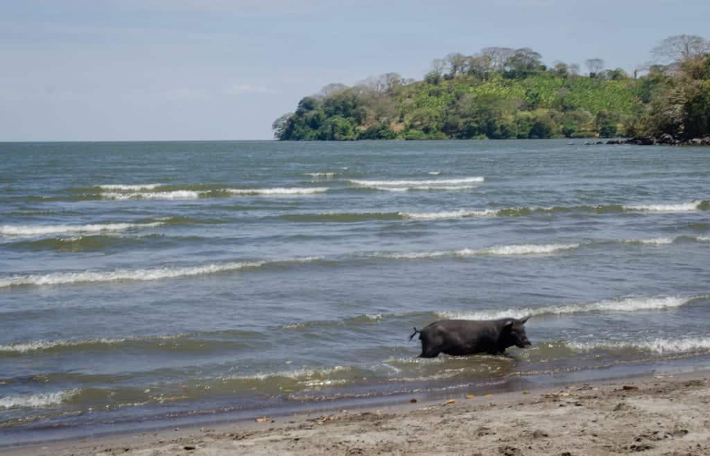 Swimming Pig Ometepe