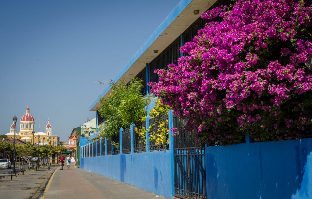 Granada Flowers