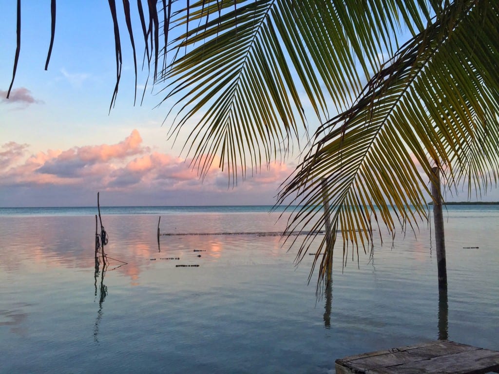 Pink and blue sunrise with palm fronds in Belize