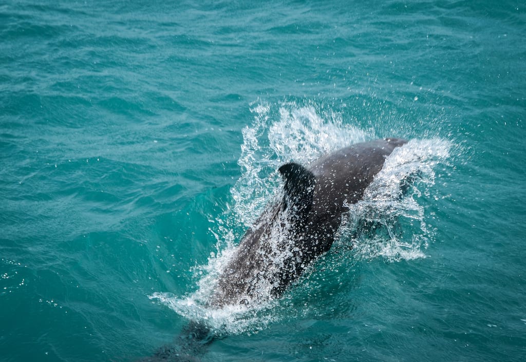 Dolphin in Belize