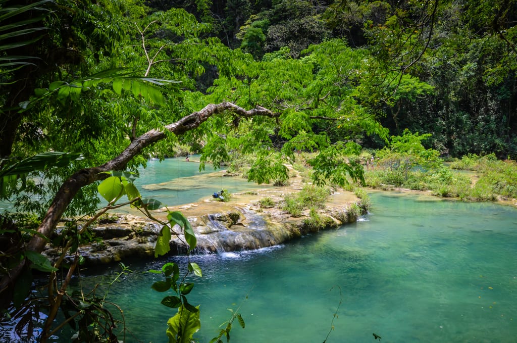 One of the turquoise pools at Semuc Champey Guatemala, a tree branch curving across the photo.