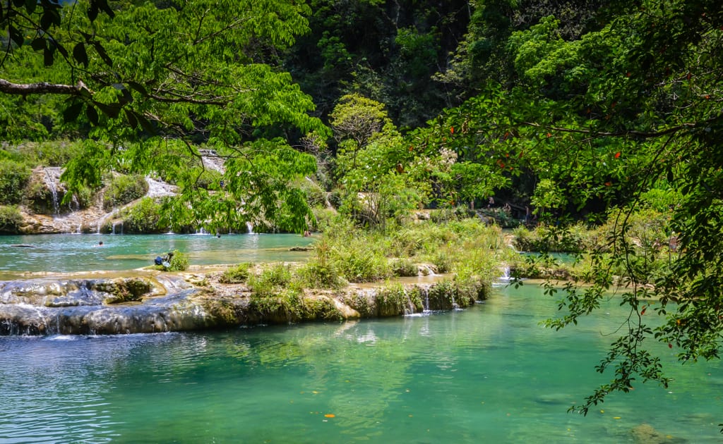 Semuc Champey turquoise pools through a tree.