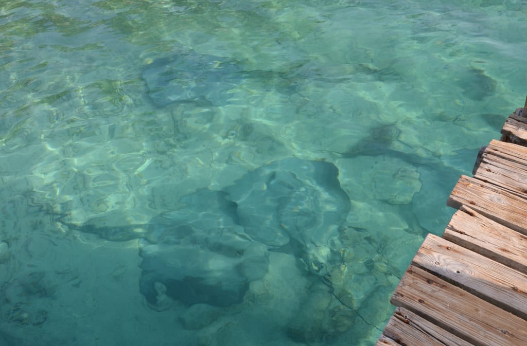 Sting Rays on Tobacco Caye