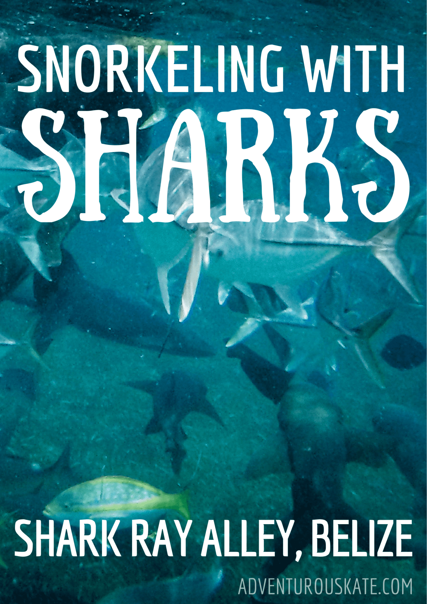Snorkeling with Sharks in Belize! via Adventurous Kate