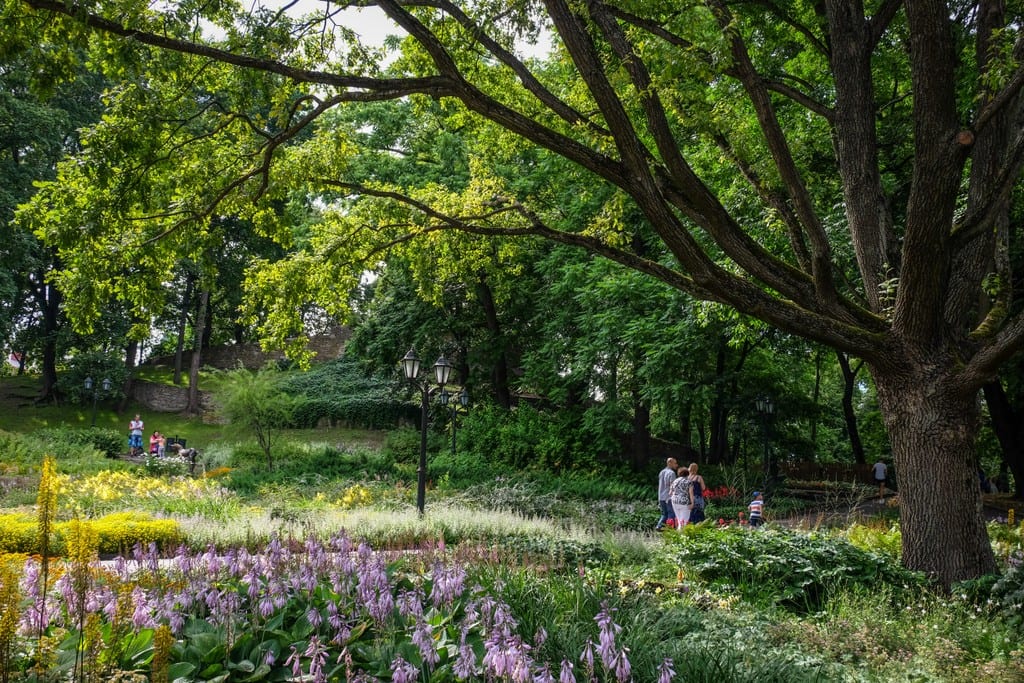 A park with a large tree and many branches. There are long grasses, blooming purple flowers, and a path where people walk.