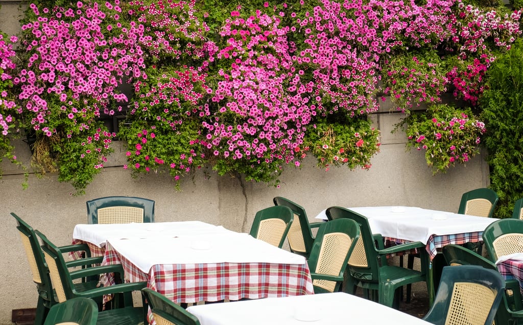 Belgrade Tables and Flowers