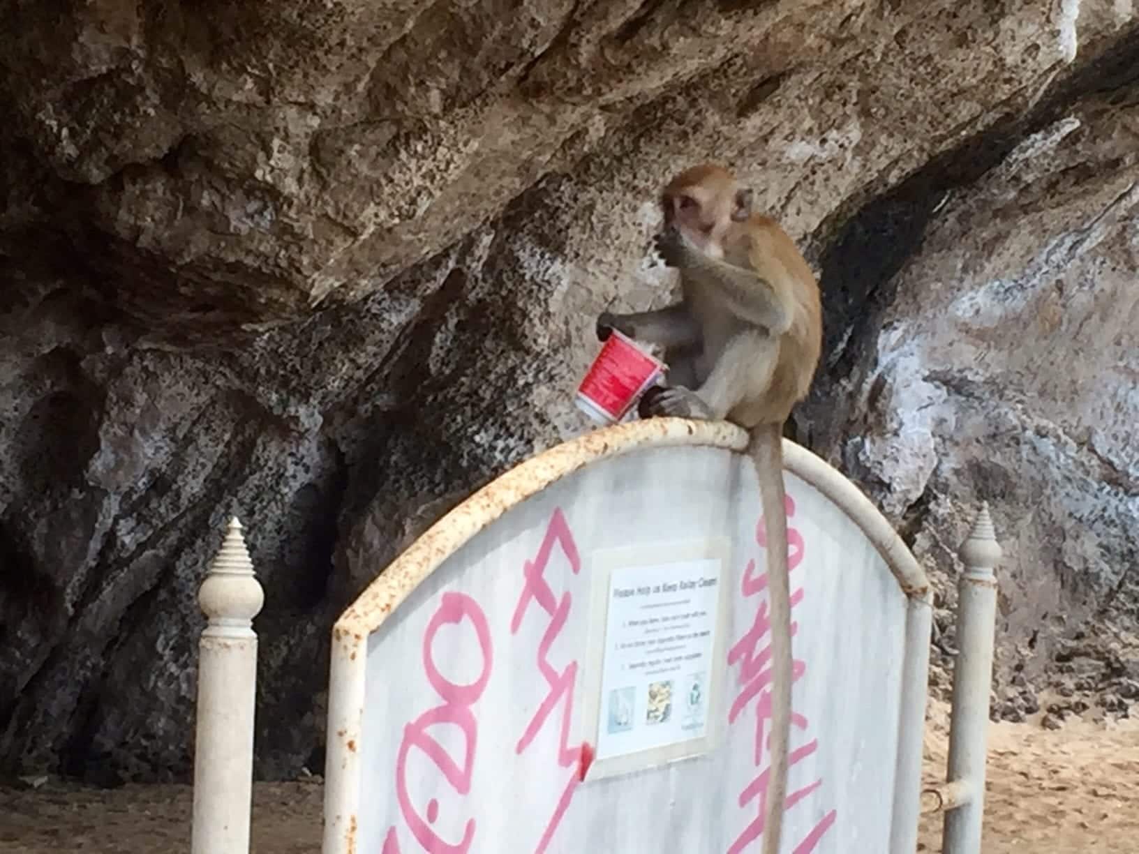 Monkey in Railay