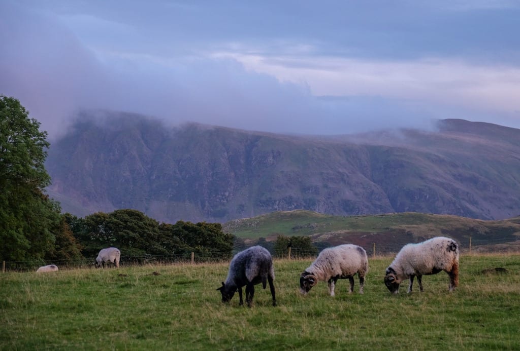 Sheep at Castlerigg Lake District