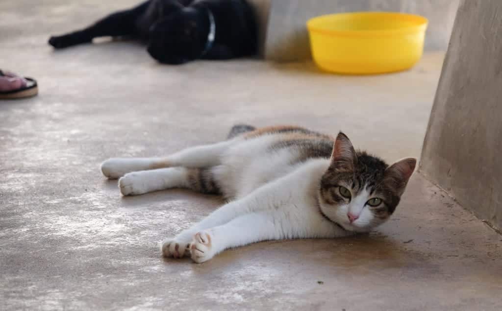 Cat Lanta Animal Welfare