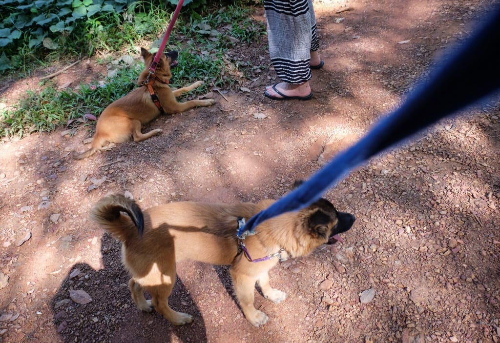 Puppies Koh Lanta