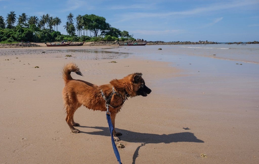 A small brown dog on a leash on the beach in Koh Lanta, Thailand.