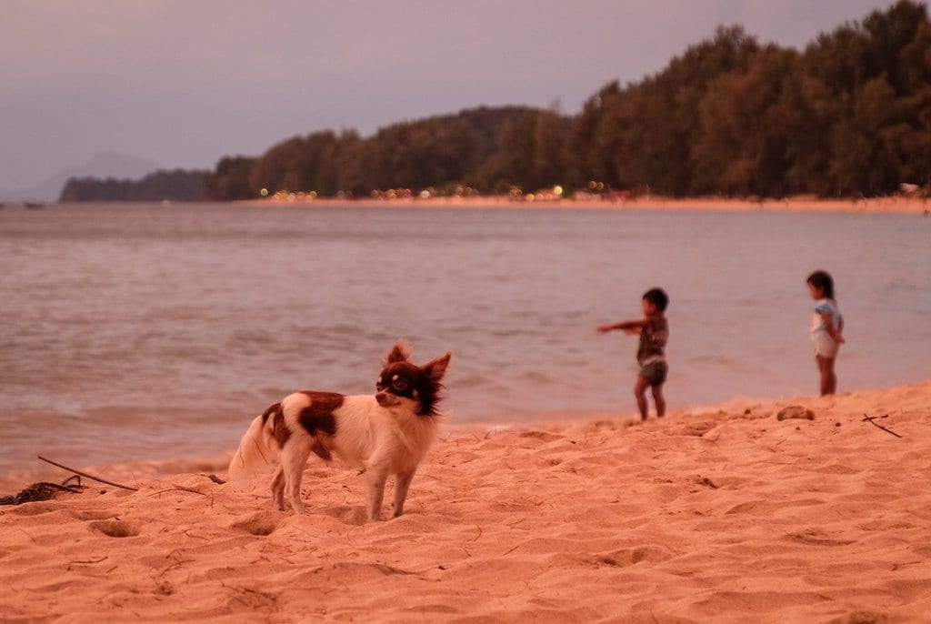 Koh Lanta Sunset Puppy