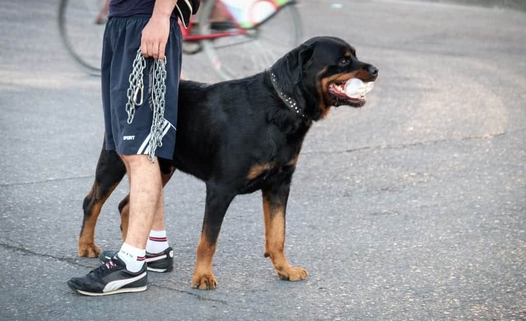 Rottweiler Dog in Tirana Albania