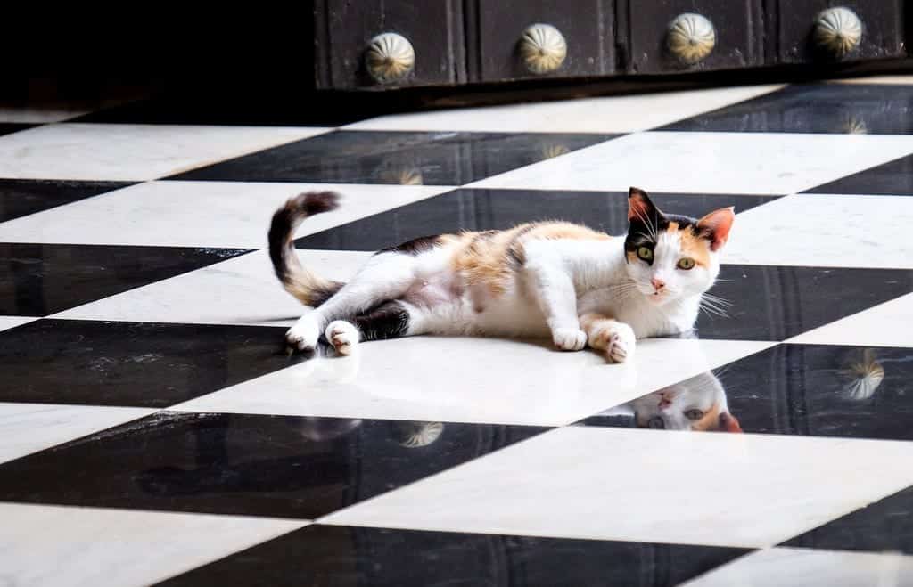 Old San Juan Cat, Puerto Rico