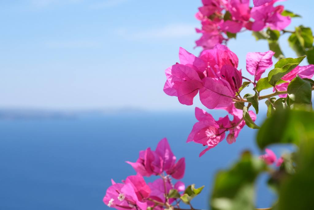Santorini Flowers