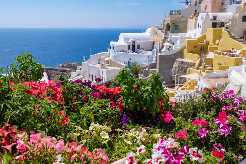 Santorini Flowers