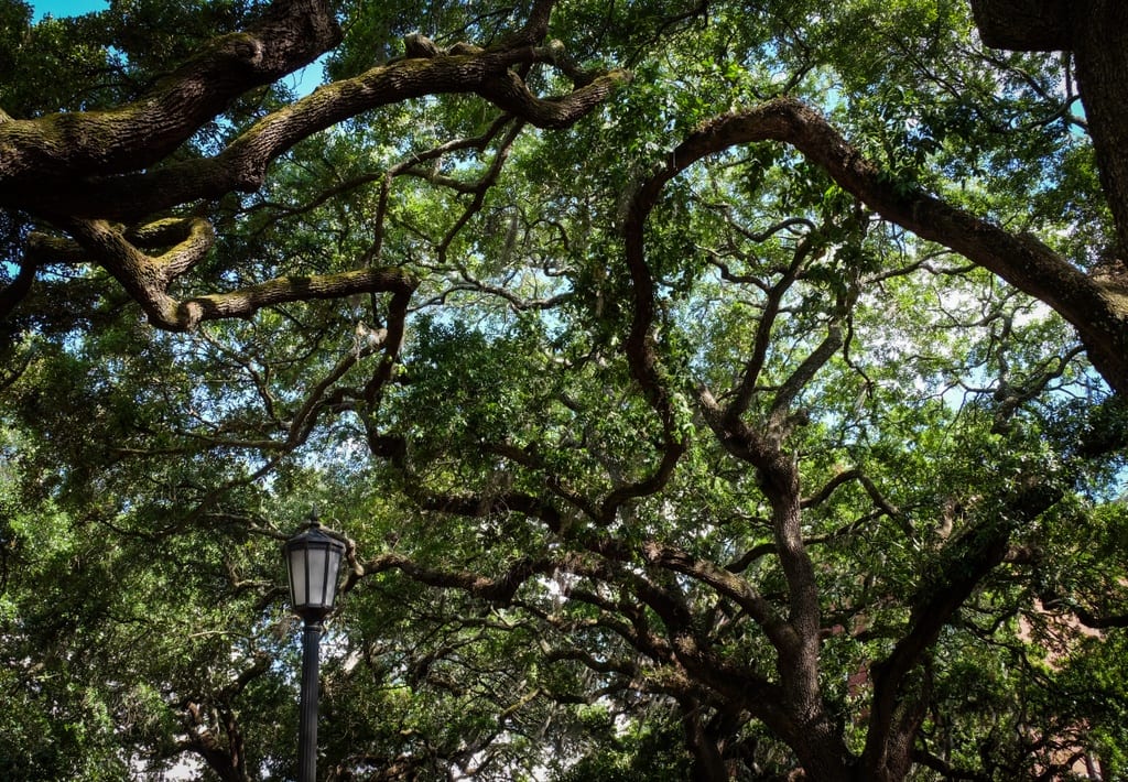Savannah Trees
