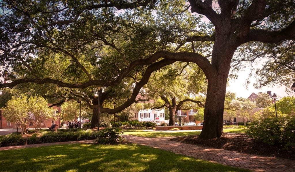 Savannah Trees