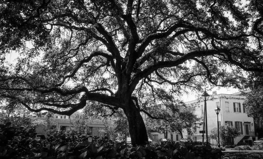 An old, gnarled oak tree with lots of crooked branches.