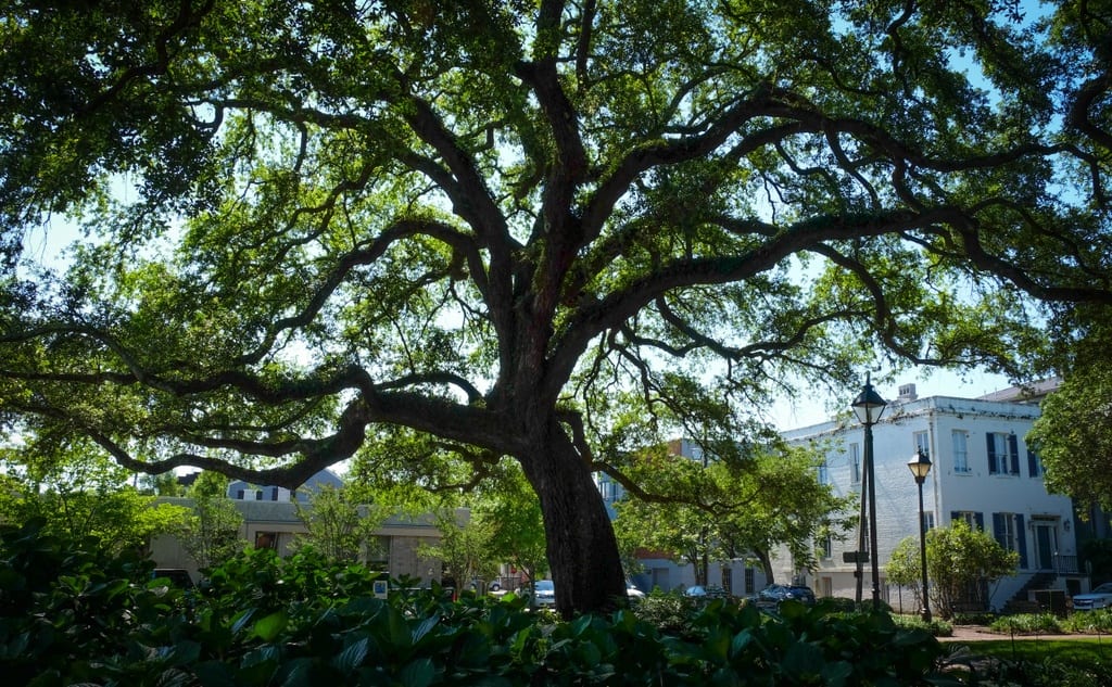 Savannah Trees