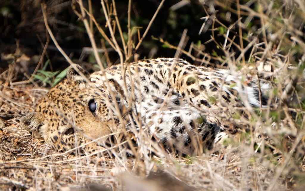 Leopard Kruger National Park