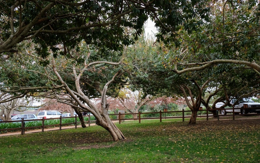 Stellenbosch