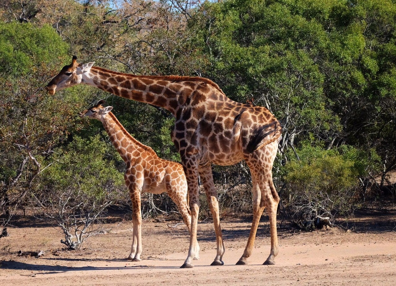 Giraffes on Safari