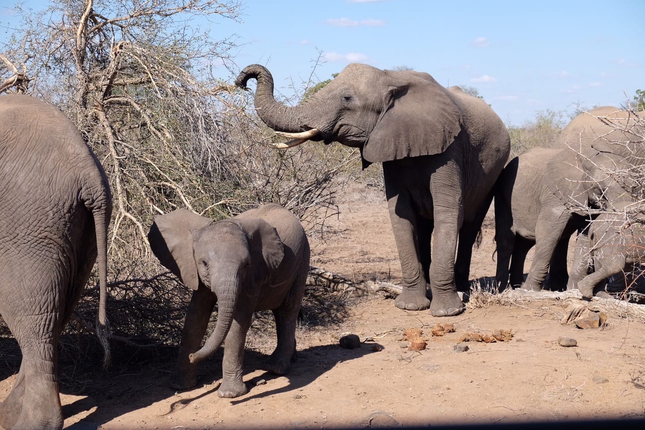 Elephants on Safari