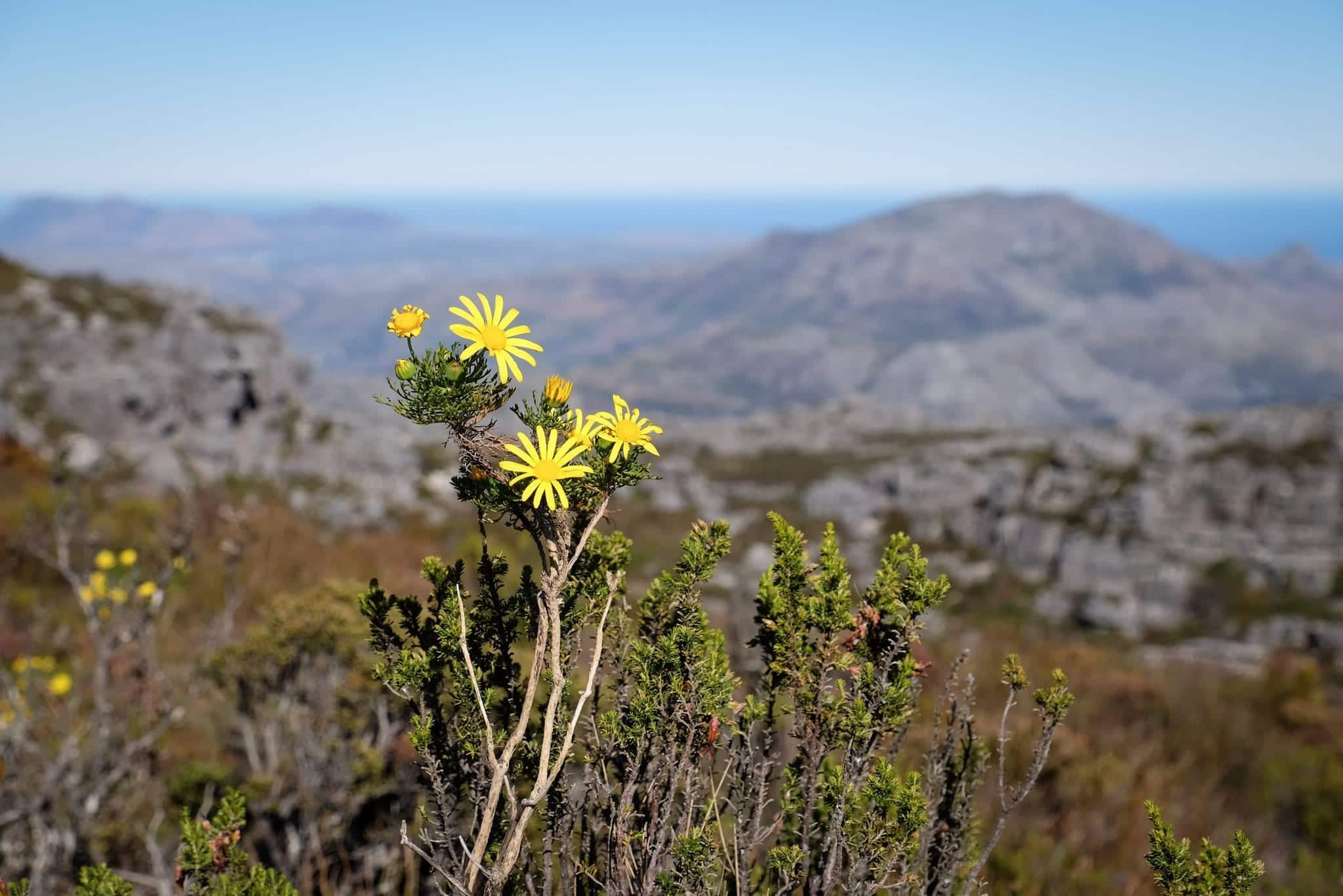 Table Mountain Cape Town