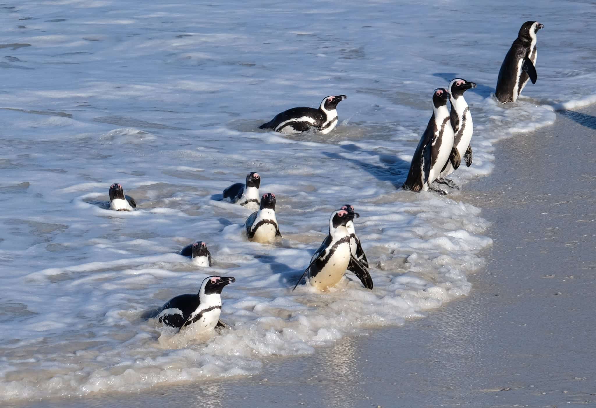 Boulders Beach Penguins