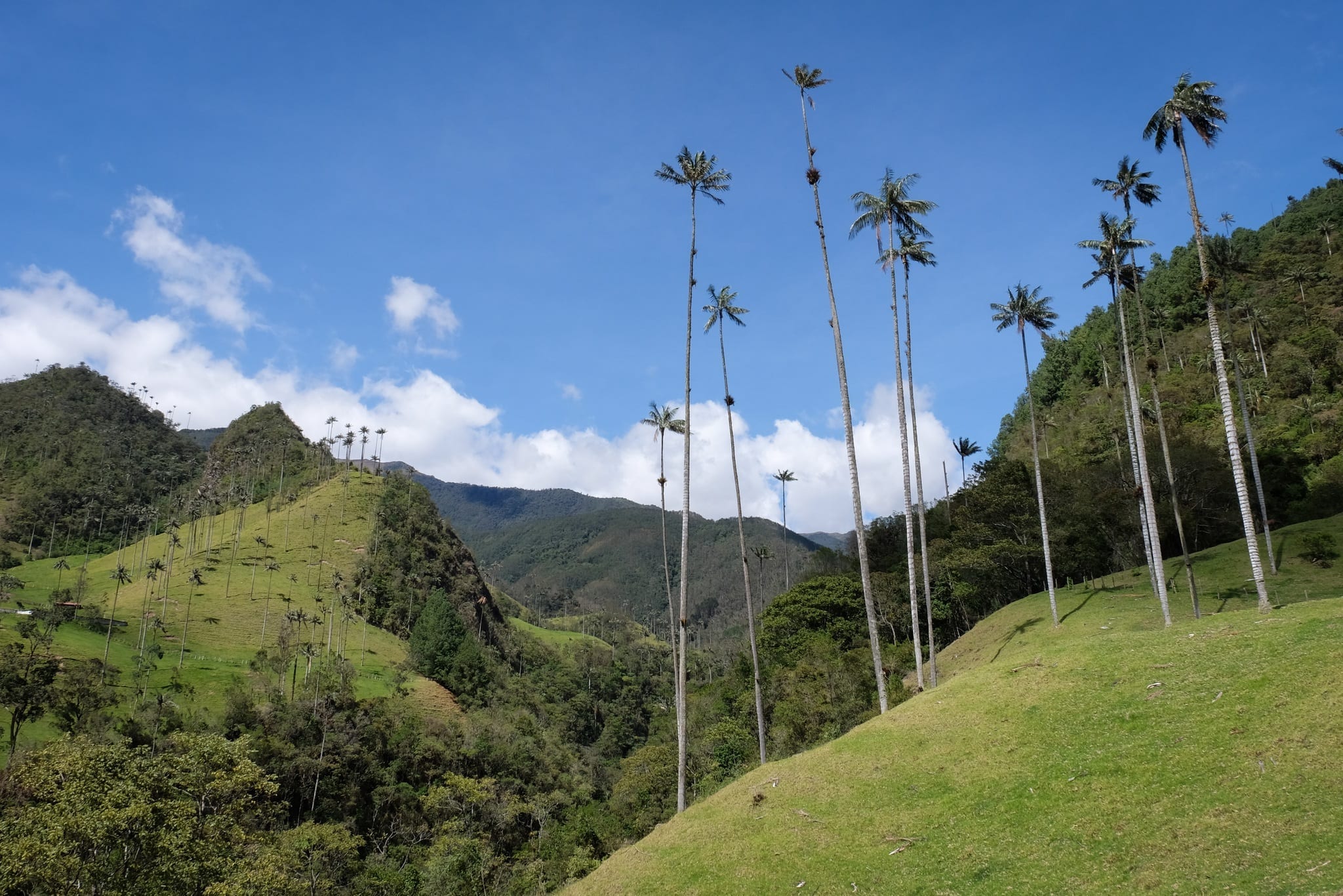 Valle del Cocora