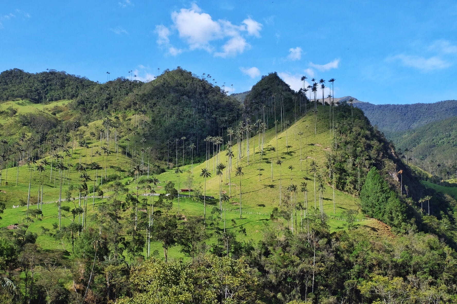 Valle de Cocora Colombia