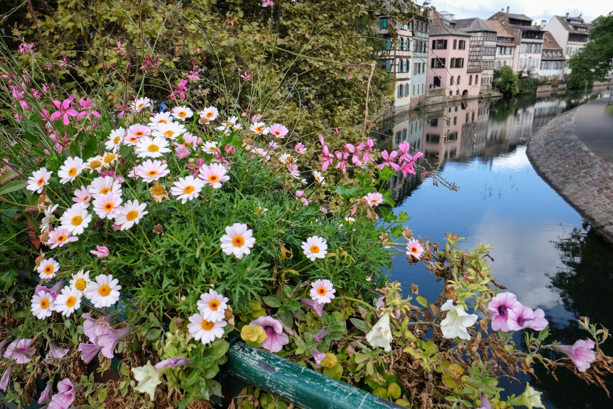 Flowers in Strasbourg