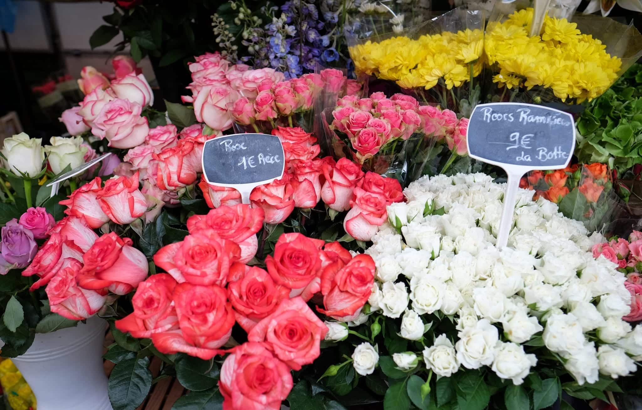 Strasbourg Flowers