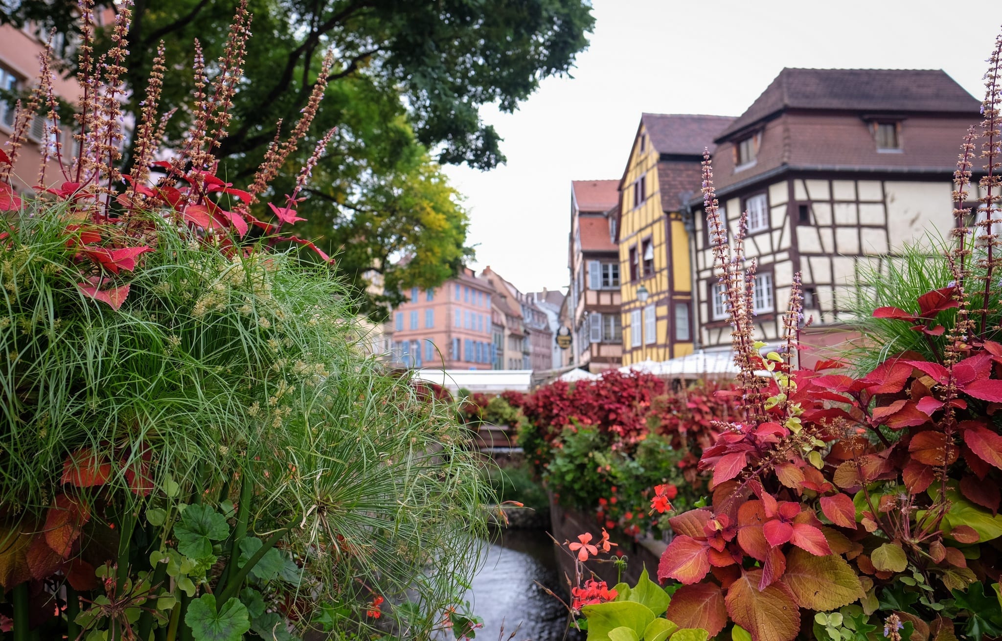 Colmar