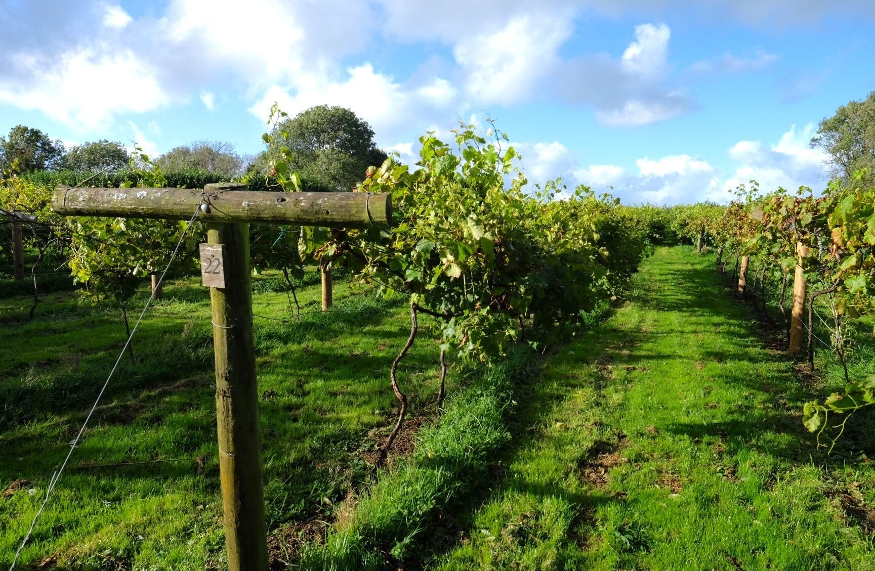 Jabajak Winery