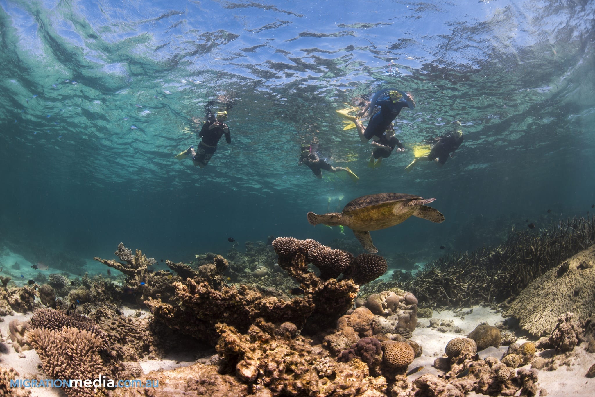 Turtle at Ningaloo Reef