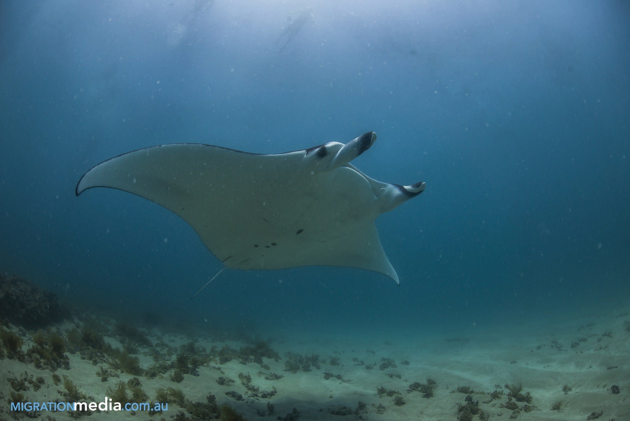 Manta Ray at Ningaloo Reef