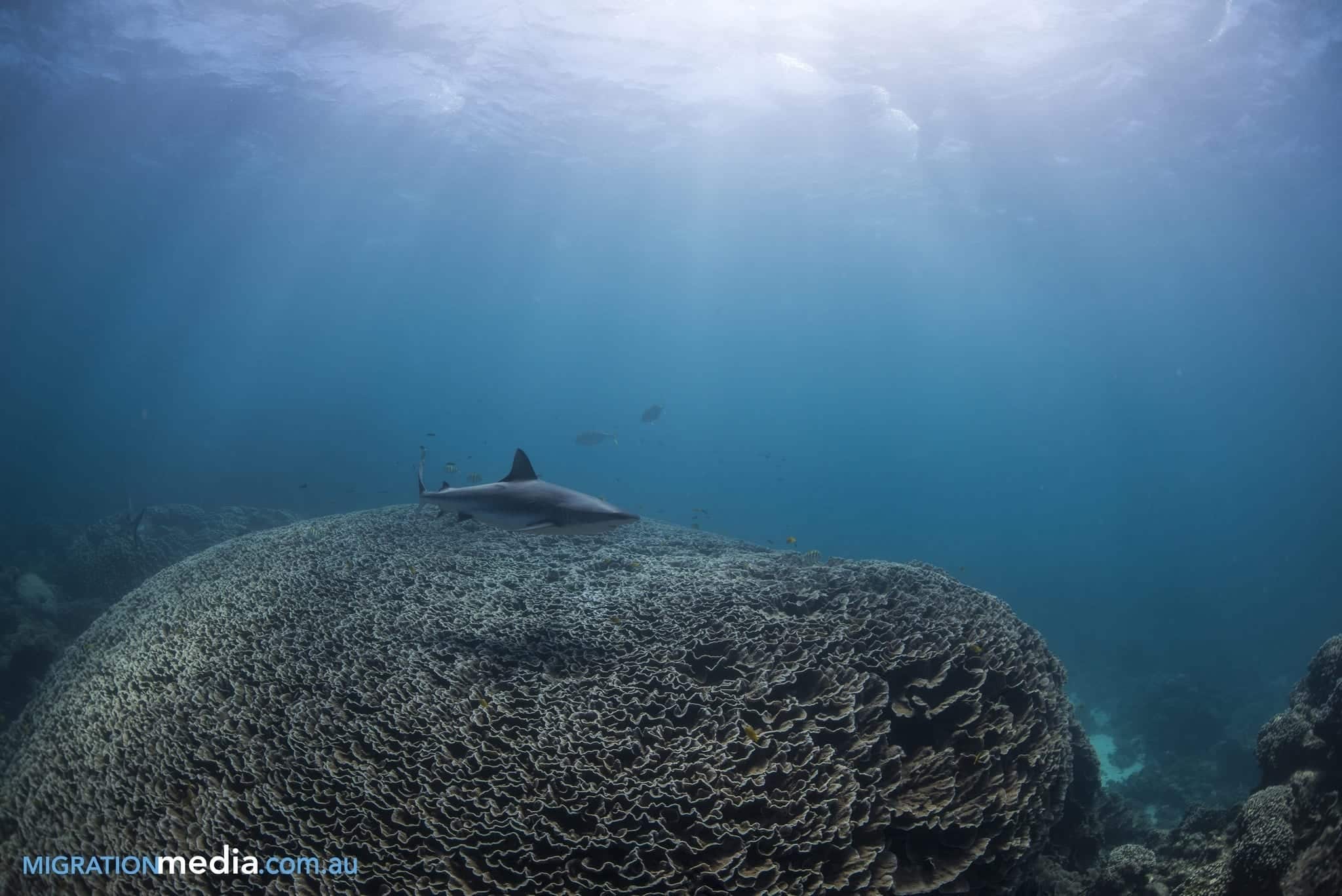 Shark at Ningaloo Reef