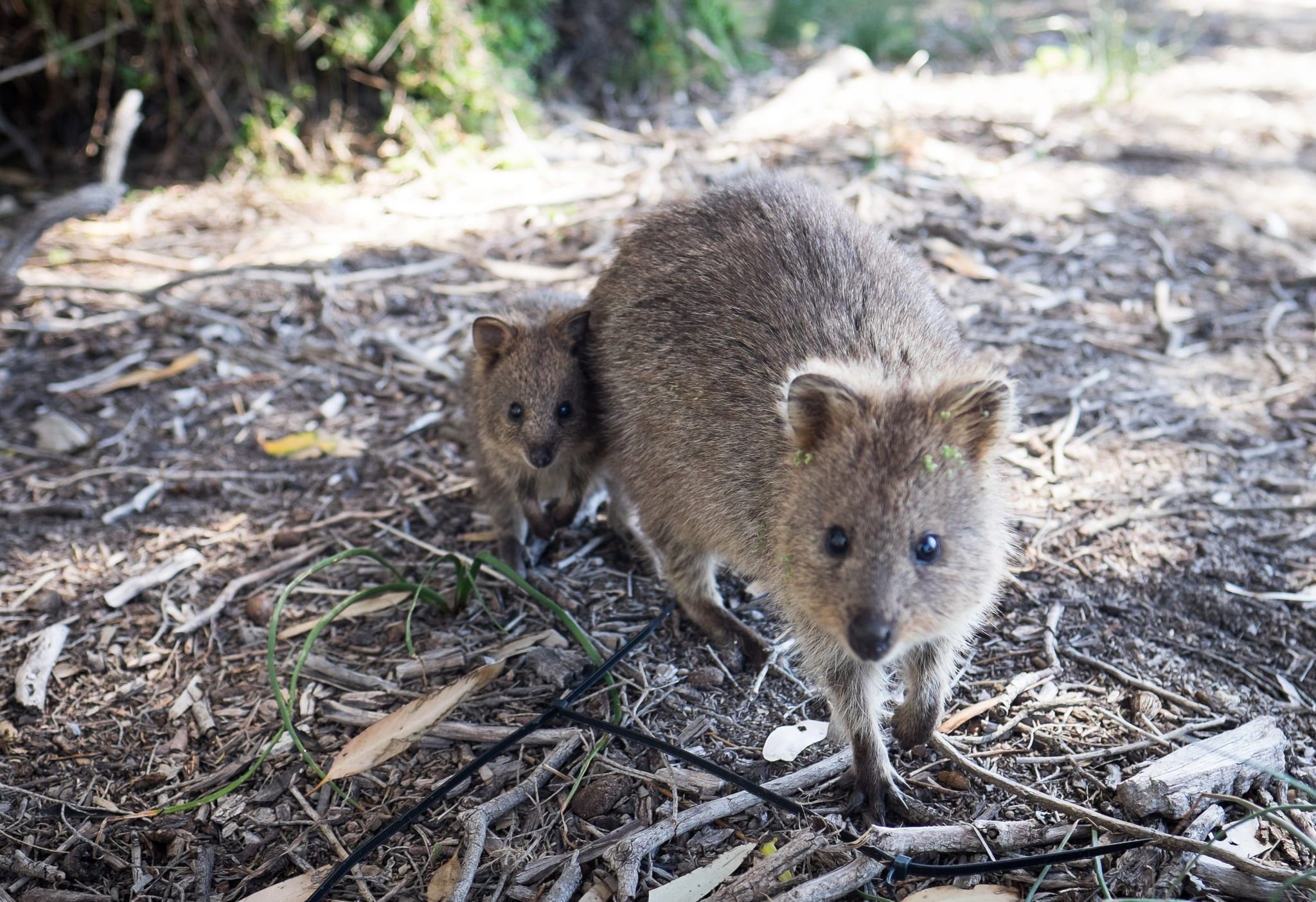 Quokka Mama and Baby