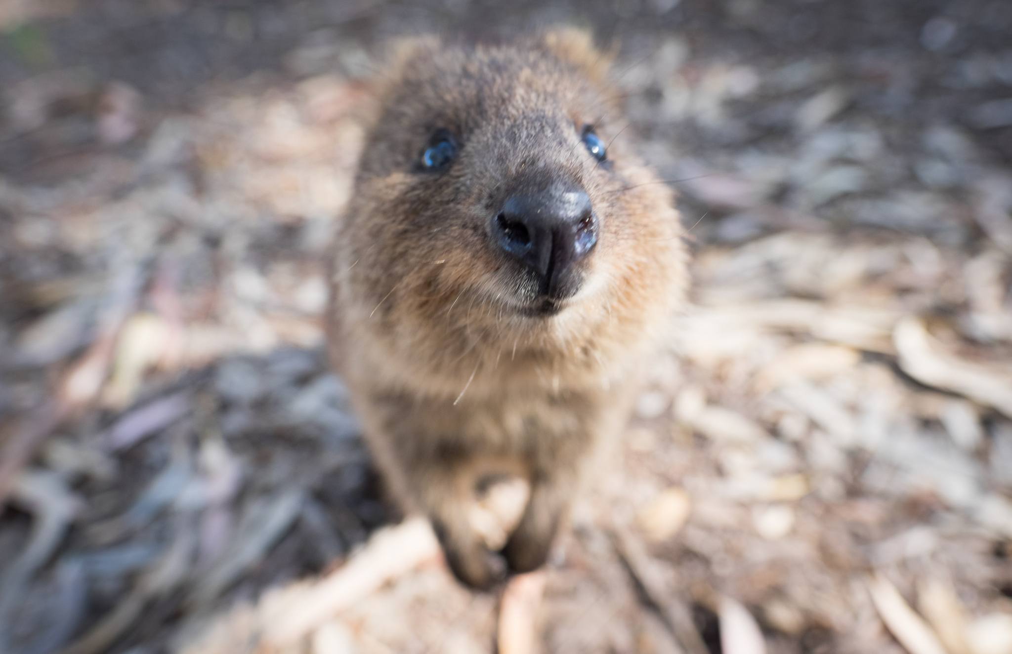 Quokka