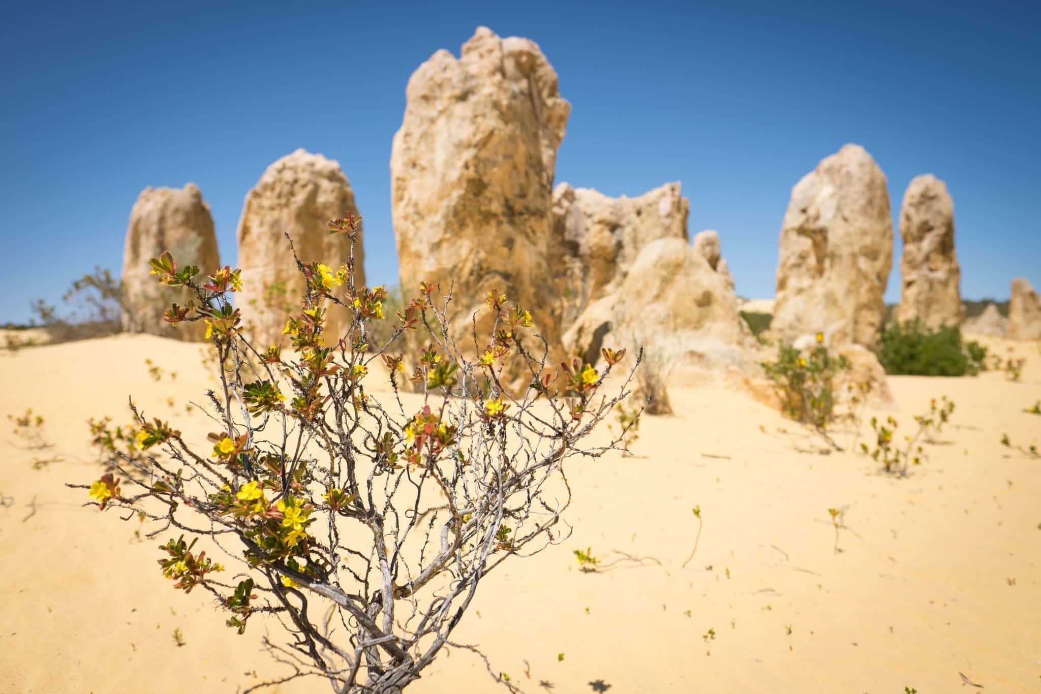 Pinnacles Desert