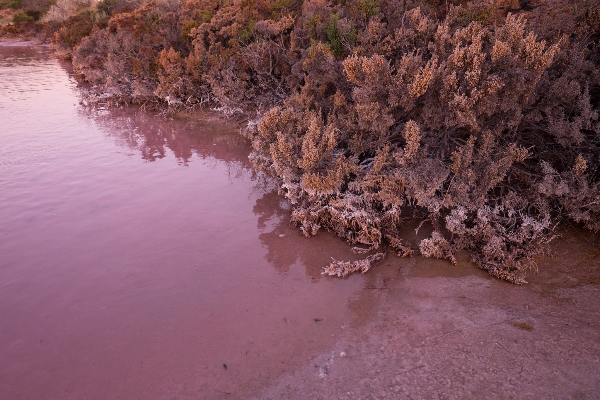 Hutt Lagoon Pink Lake, Western Australia