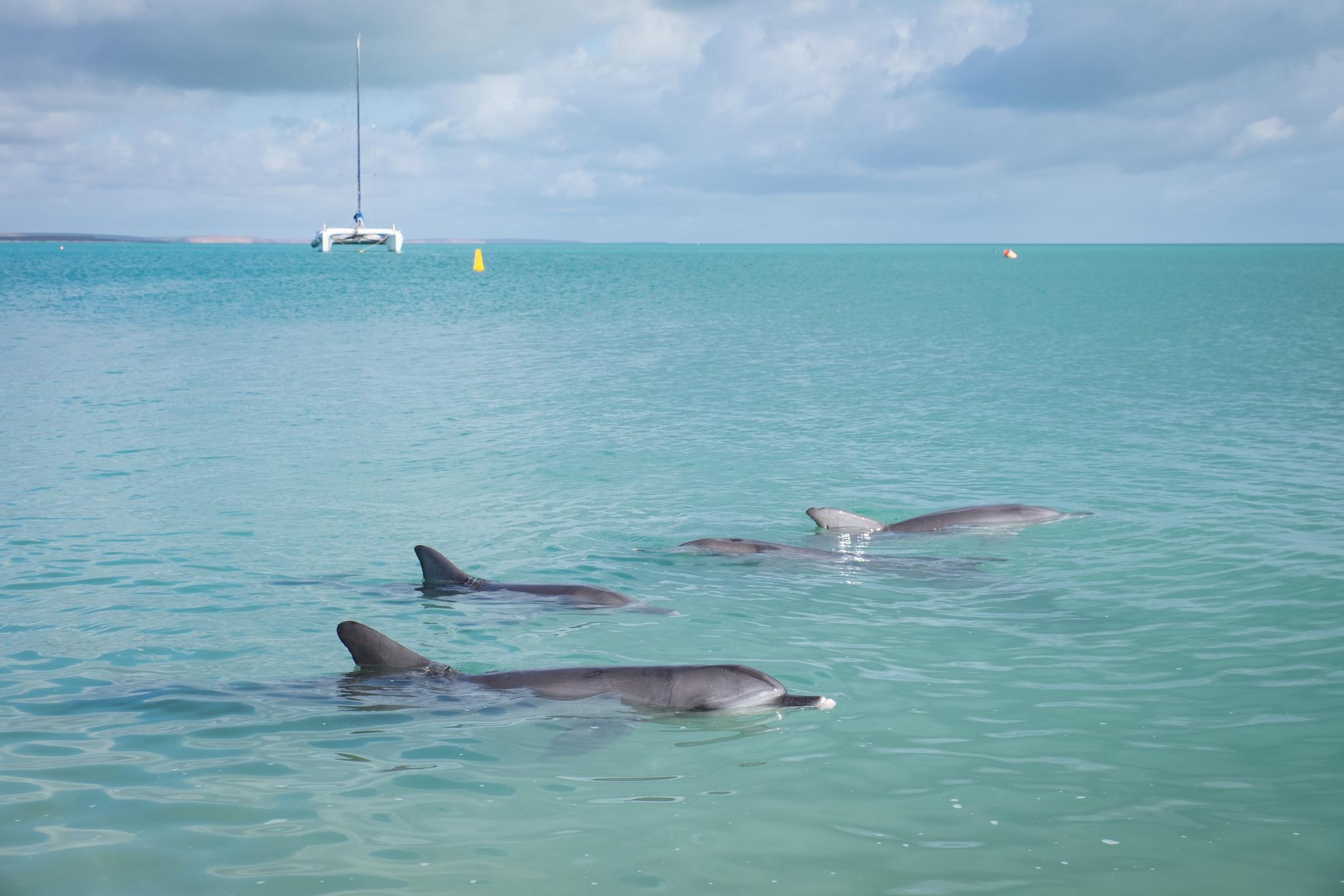 Dolphins Monkey Mia