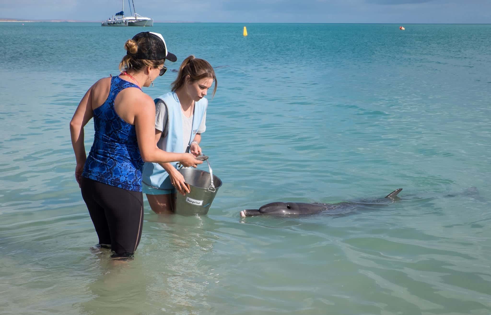 Kate Feeding Dolphins Monkey Mia