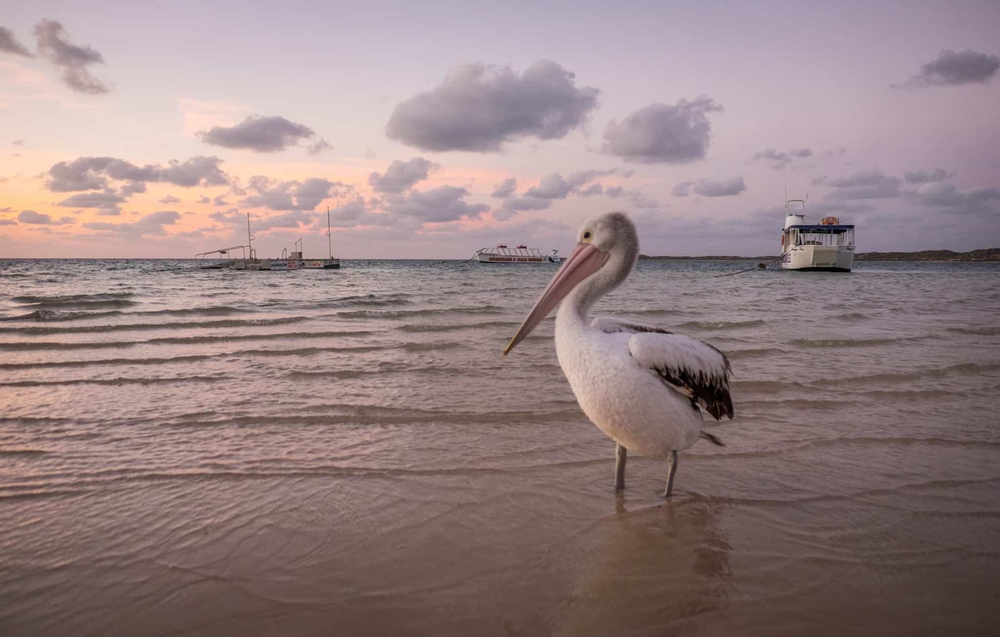 Coral Bay Pelican